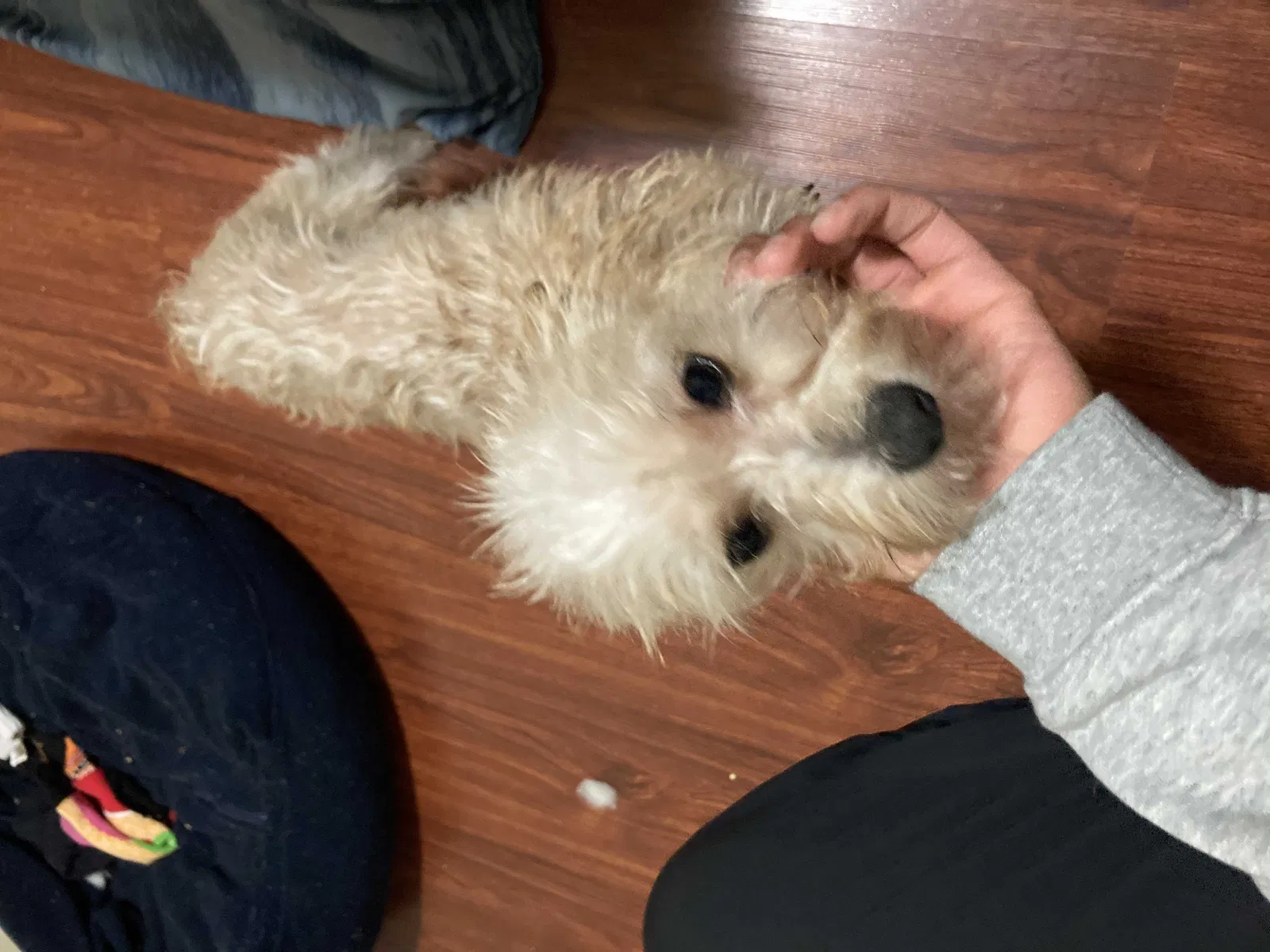 Lost dog in Tacoma, WA, 98402