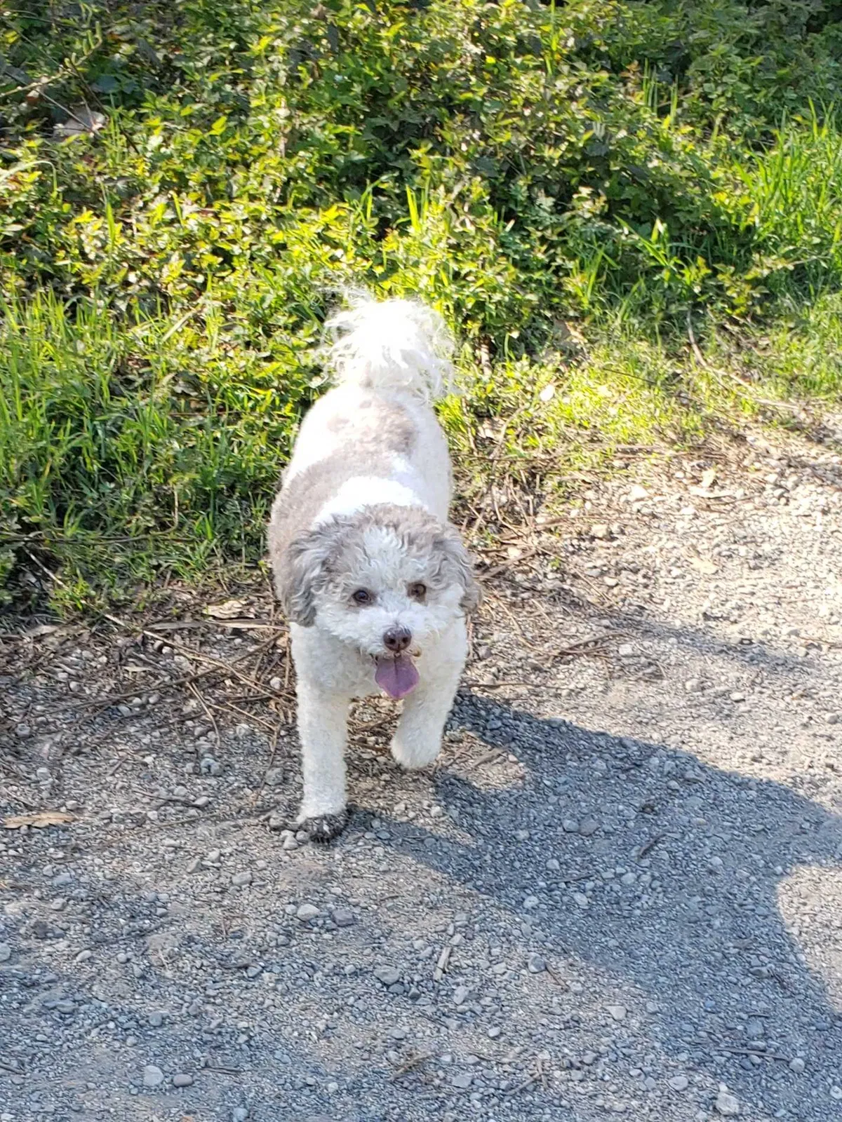 Lost dog in San Carlos, CA, 94070