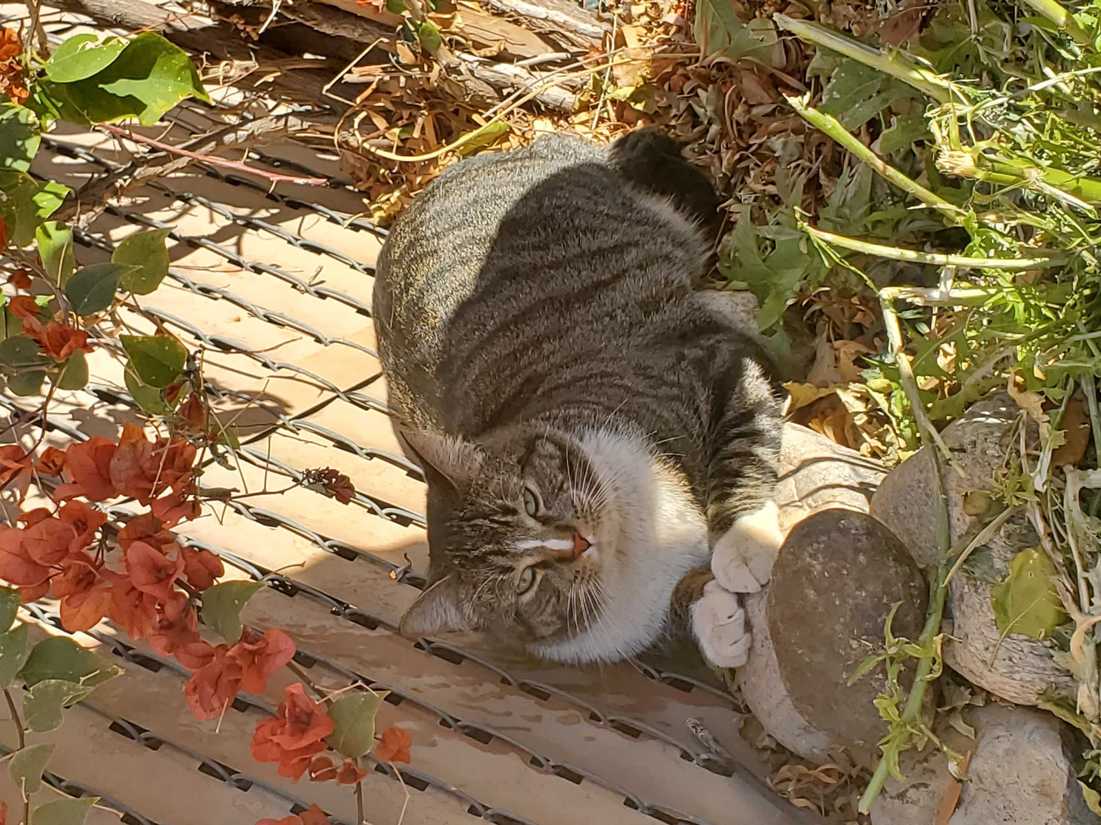 Lost cat in Tucson, AZ, 85741