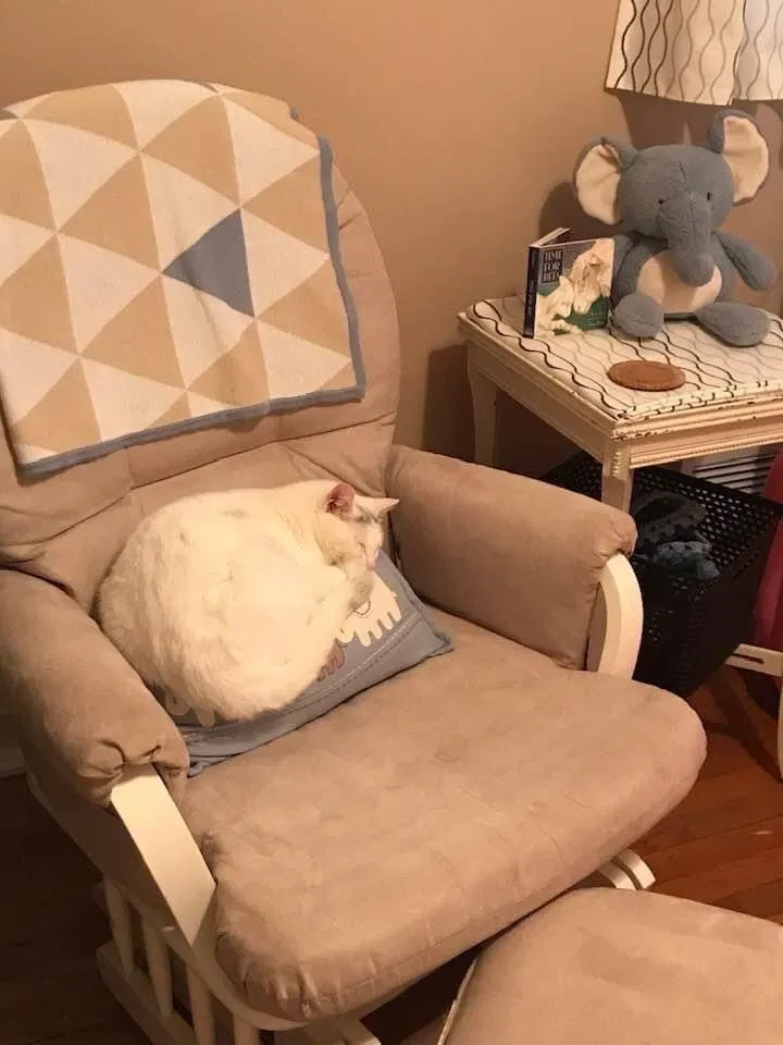 Lost cat in Silver Spring, MD, 20901