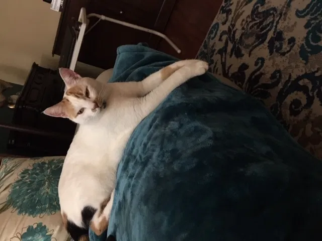 Lost cat in Yucaipa, CA, 92399