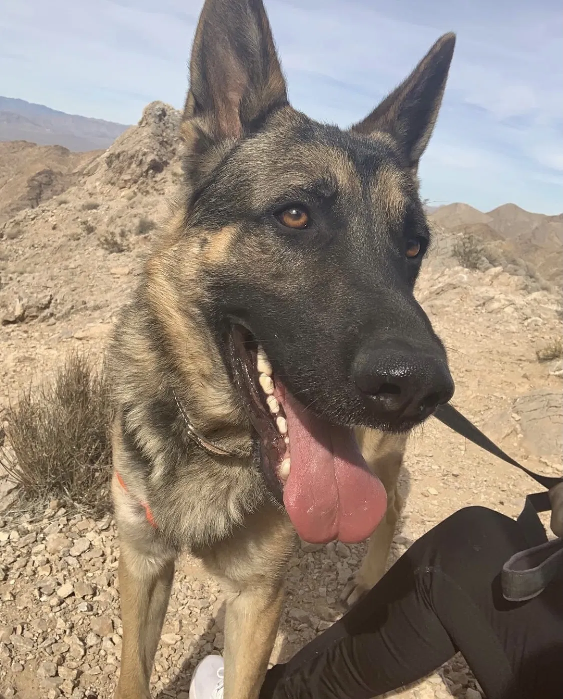 Lost dog in Las Vegas, NV, 89110