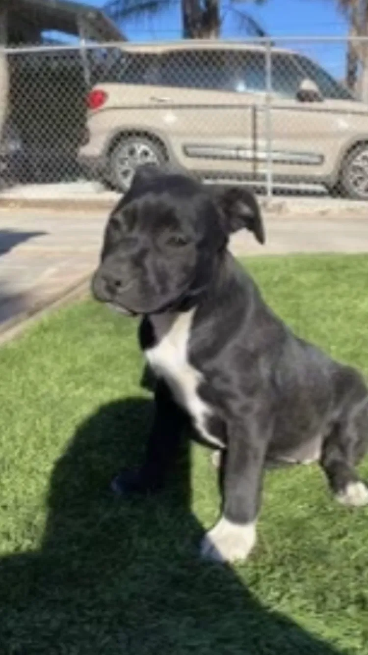 Lost dog in Avenal, CA, 93204