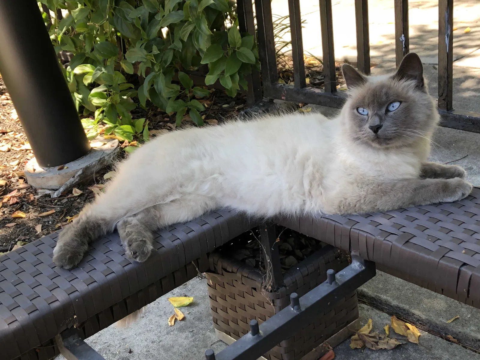Lost cat in Rocklin, CA, 95765