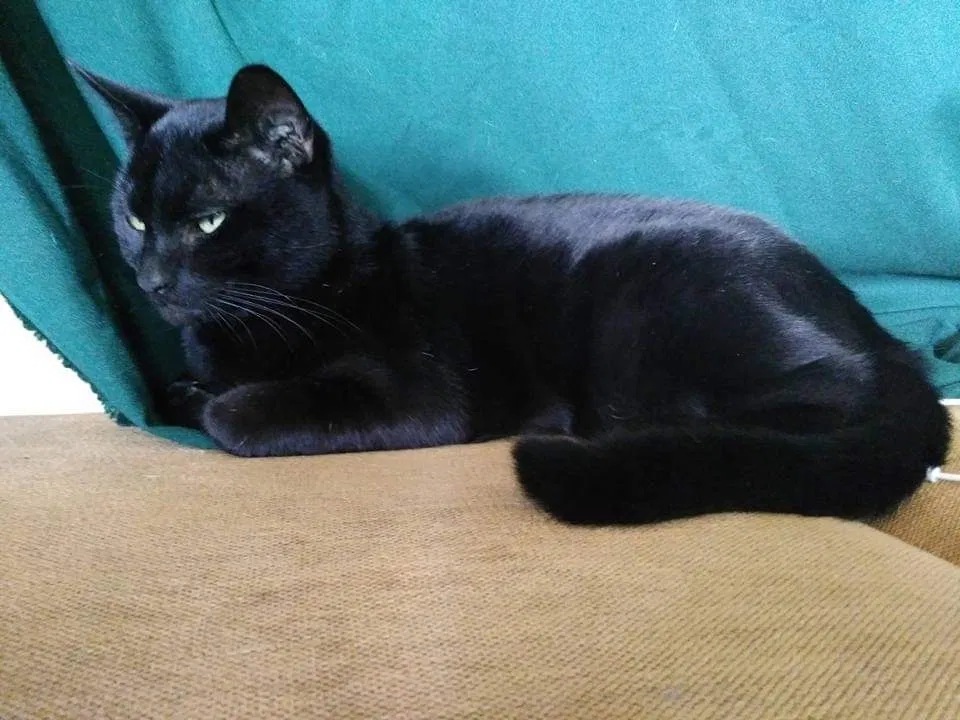 Lost cat in Oakland, CA, 94601
