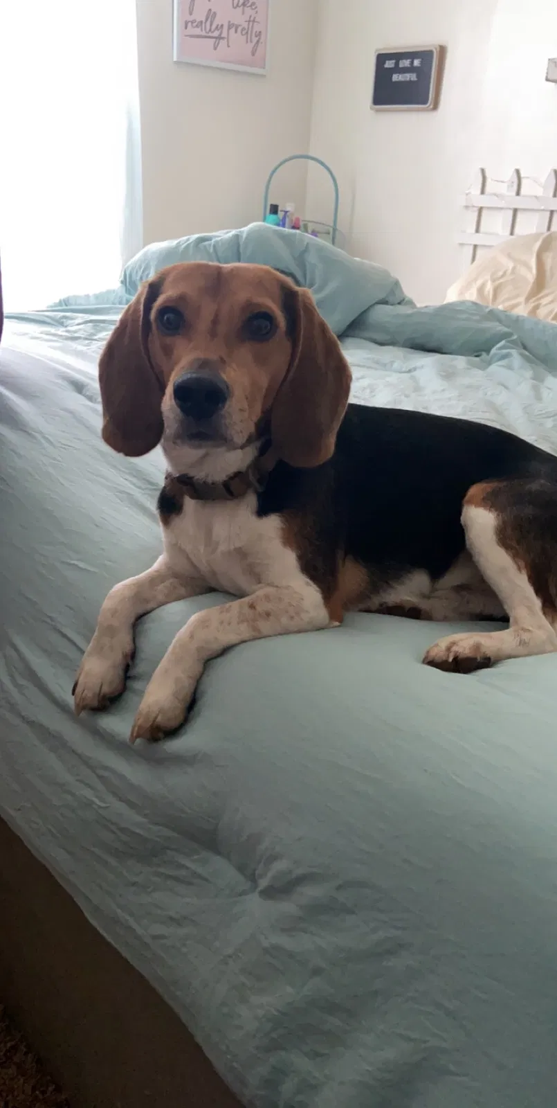 Lost dog in Cumming, GA, 30028