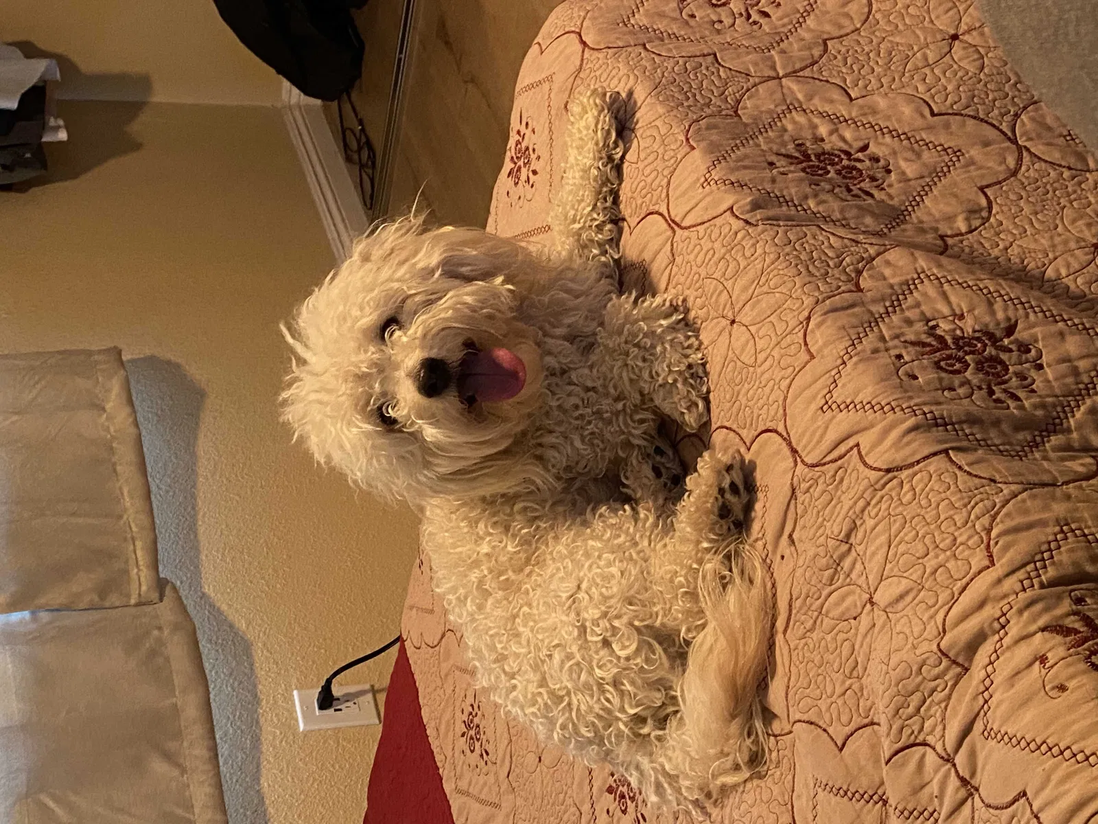 Lost dog in North Highlands, CA, 95660