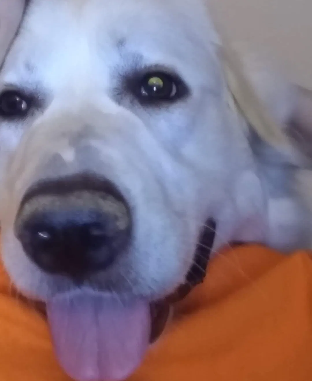 Lost dog in Tulsa, OK, 74107