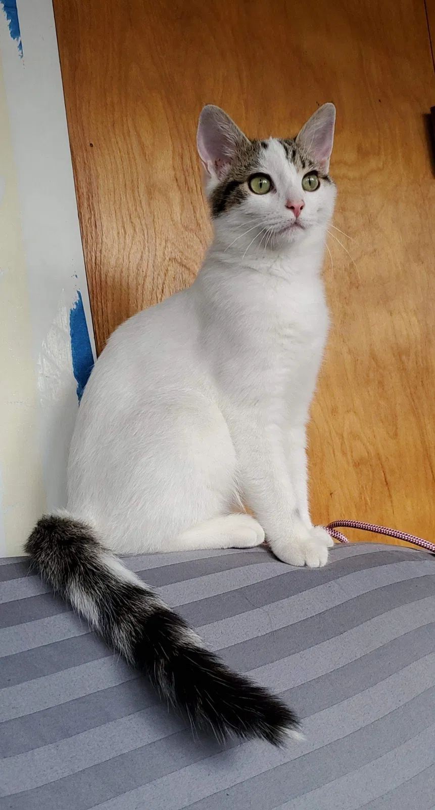 Lost cat in Toledo, OH, 43605