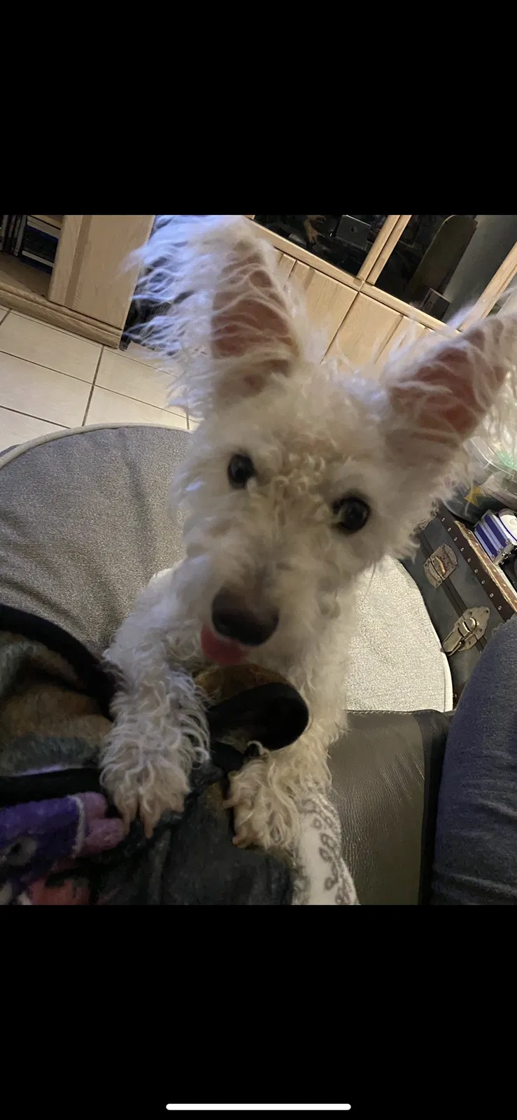 Lost dog in Miami, FL, 33186