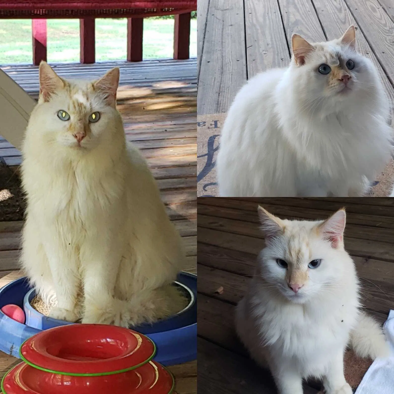 Lost cat in Mooresville, NC, 28115