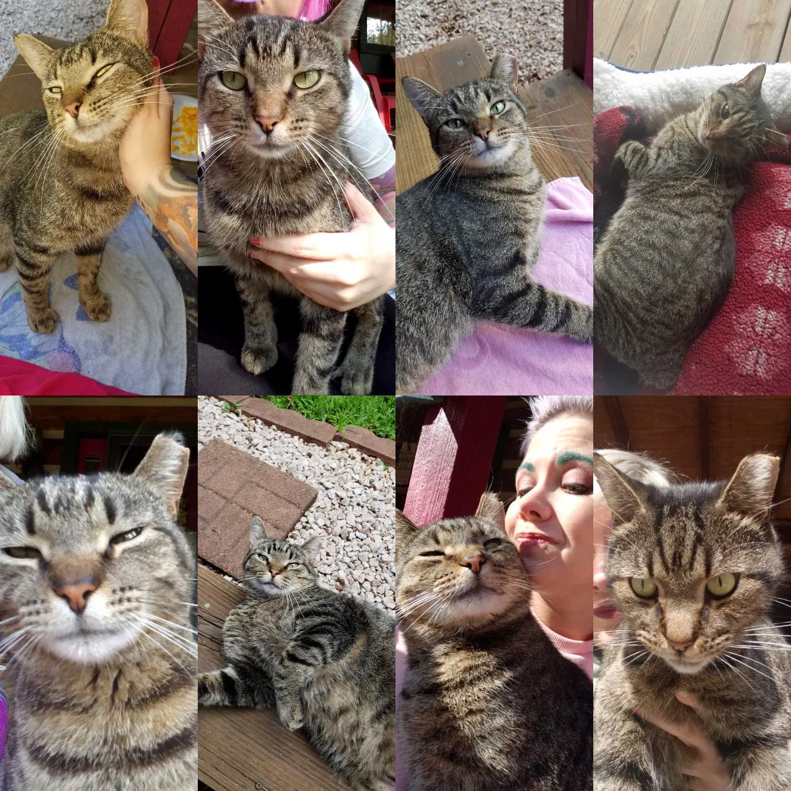 Lost cat in Mooresville, NC, 28115