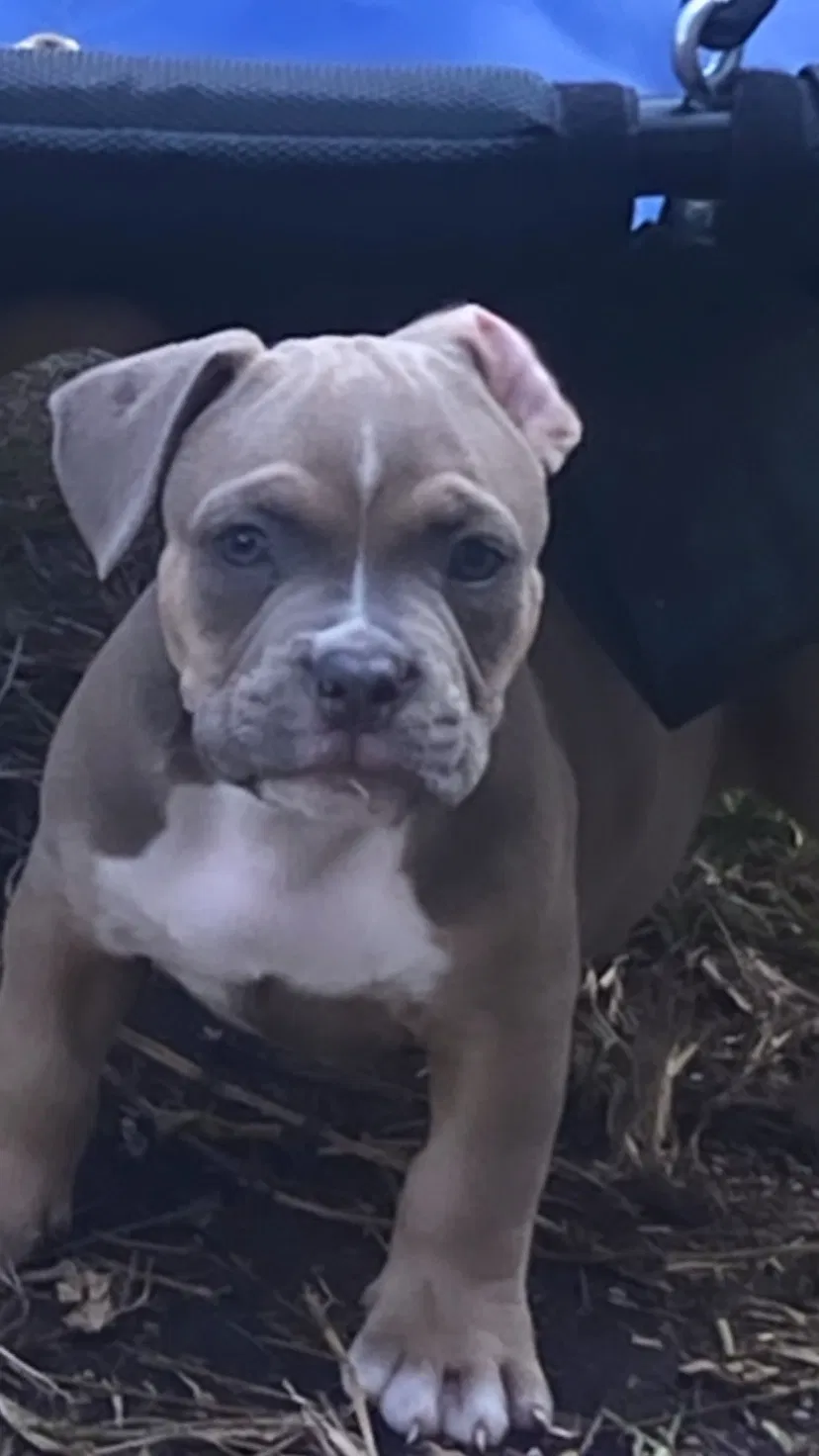 Lost dog in Miami, FL, 33127