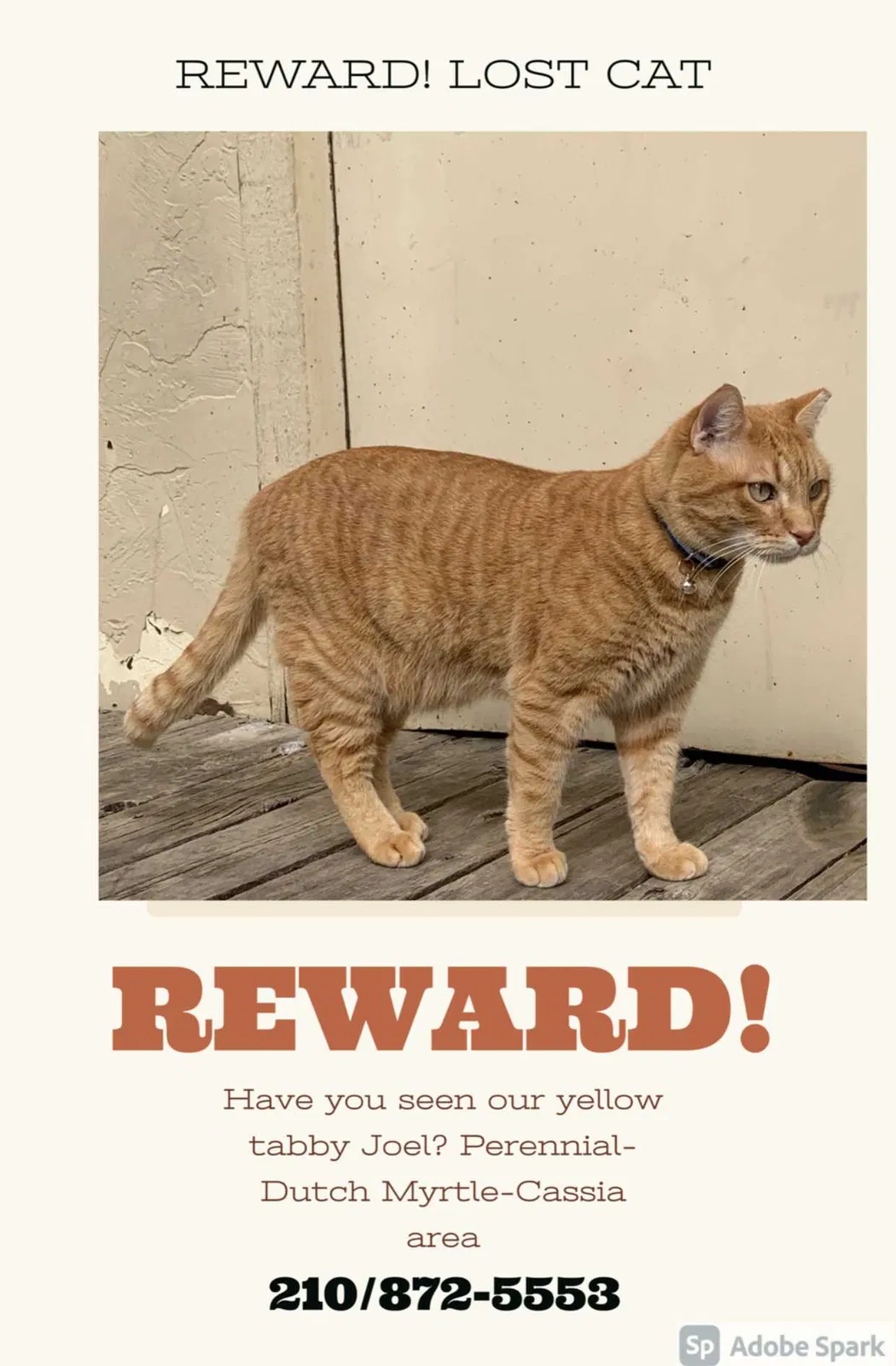 Lost cat in San Antonio, TX, 78232