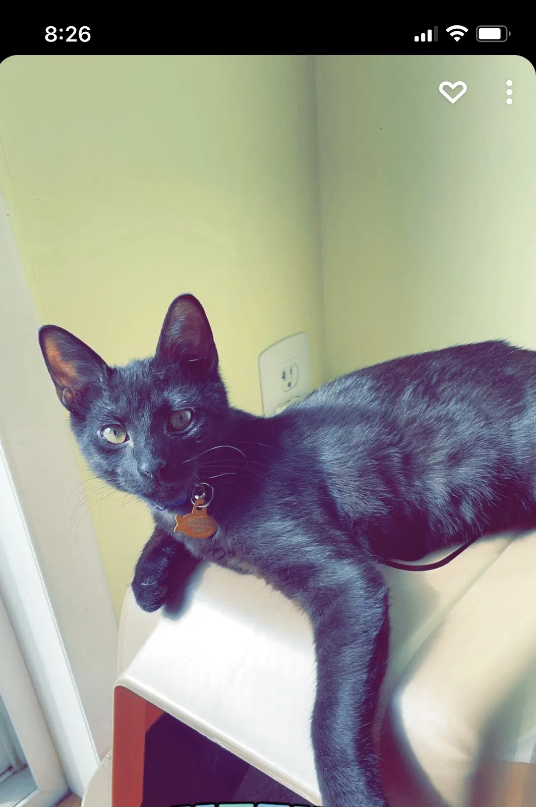 Lost cat in Tuckerton, NJ, 8087