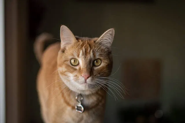 Lost cat in Mesa, AZ, 85209