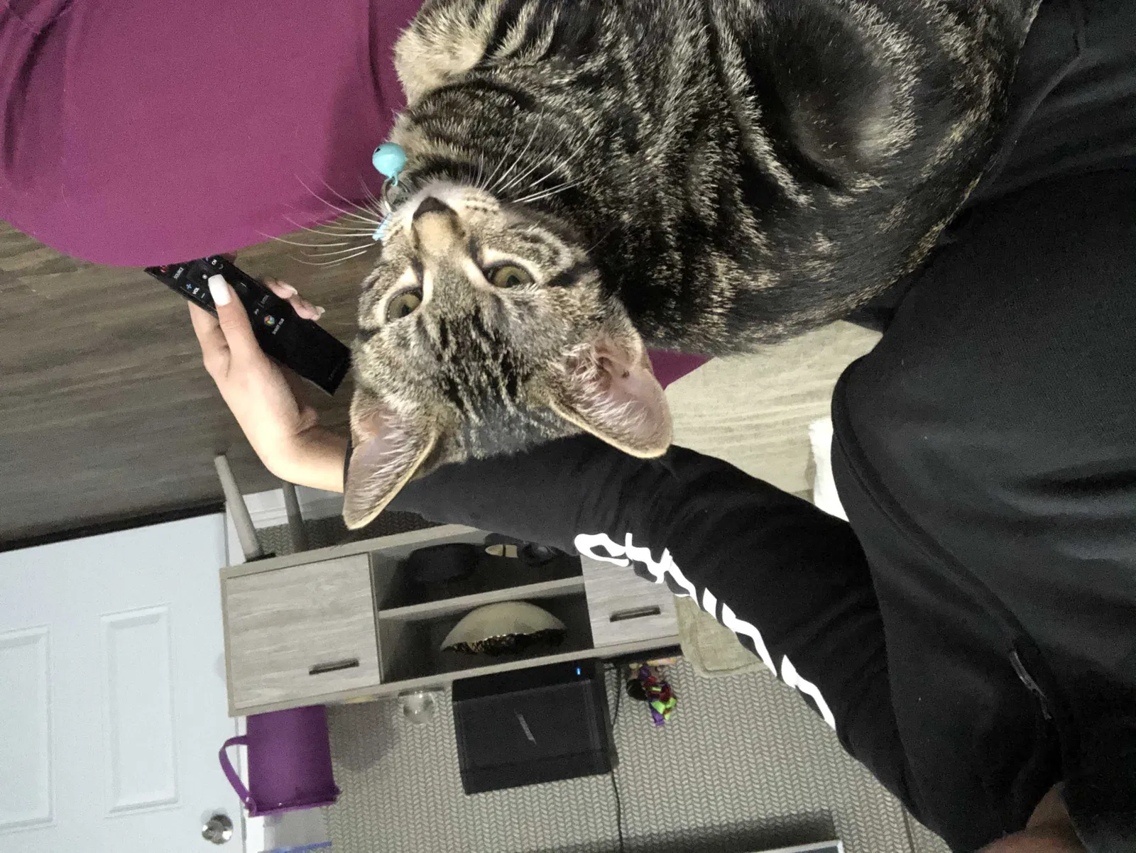Lost cat in Escondido, CA, 92027