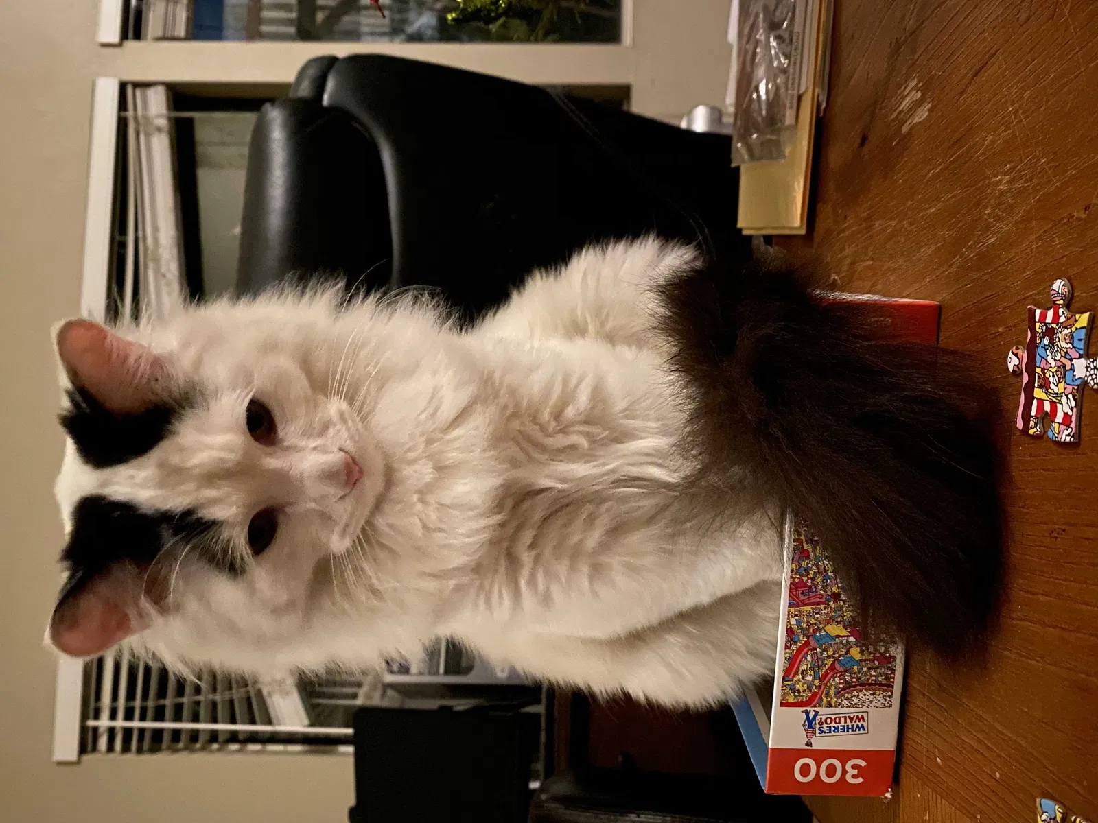 Lost cat in Santa Ana, CA, 92705