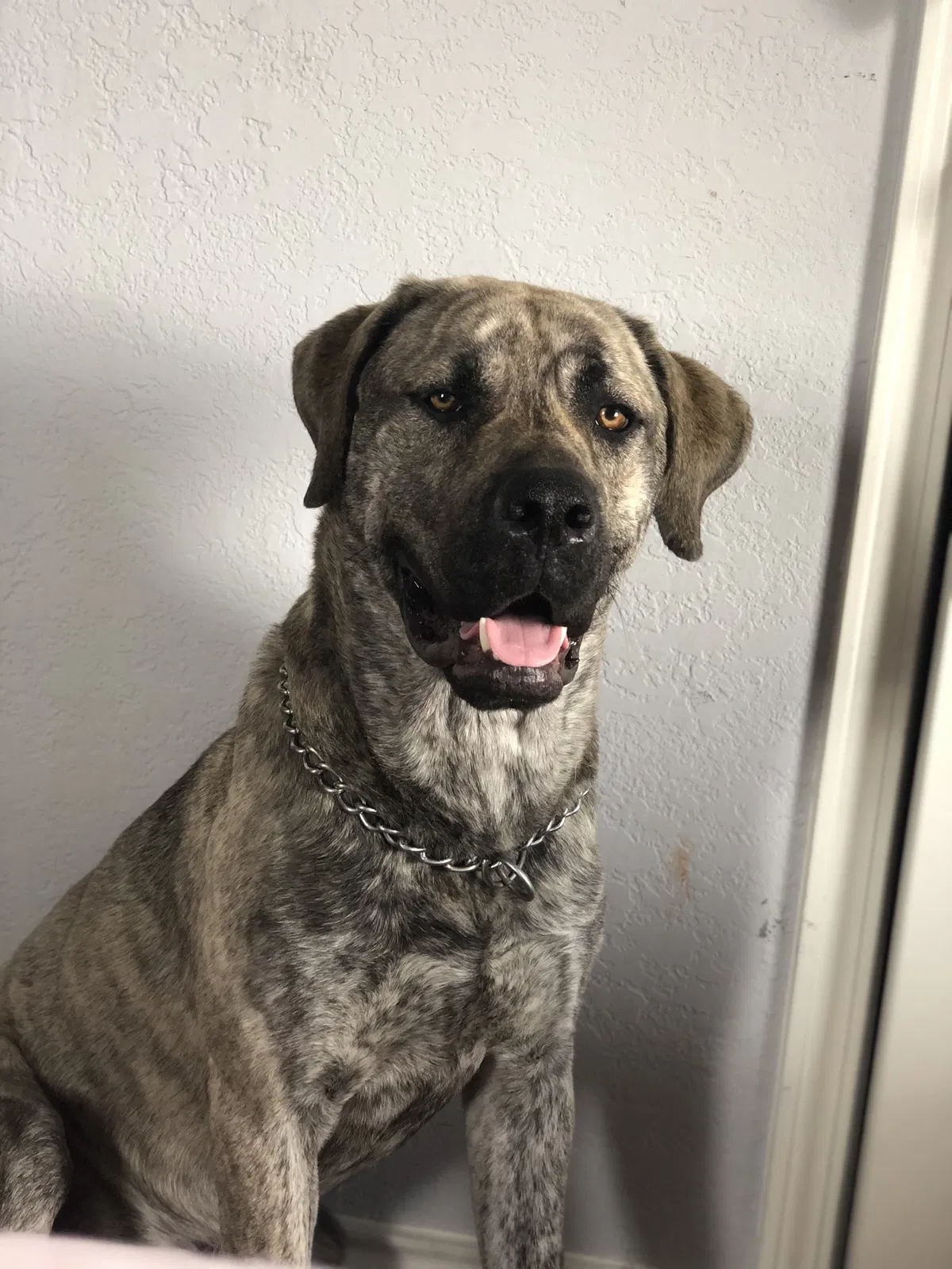 Lost dog in Danbury, TX, 77534
