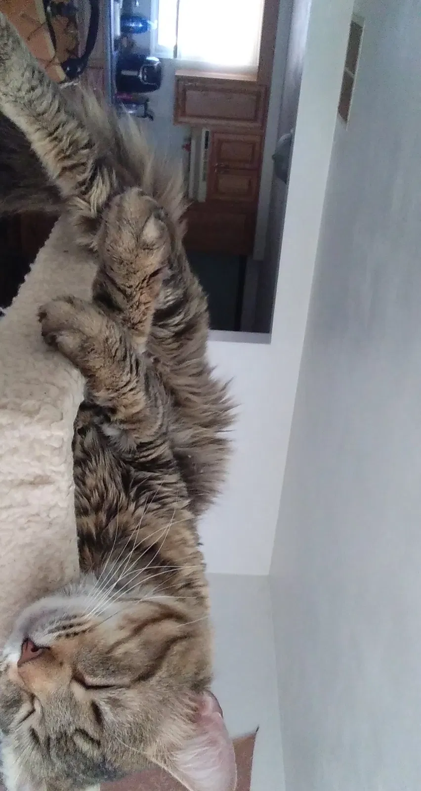 Lost cat in Tremont, IL, 61568