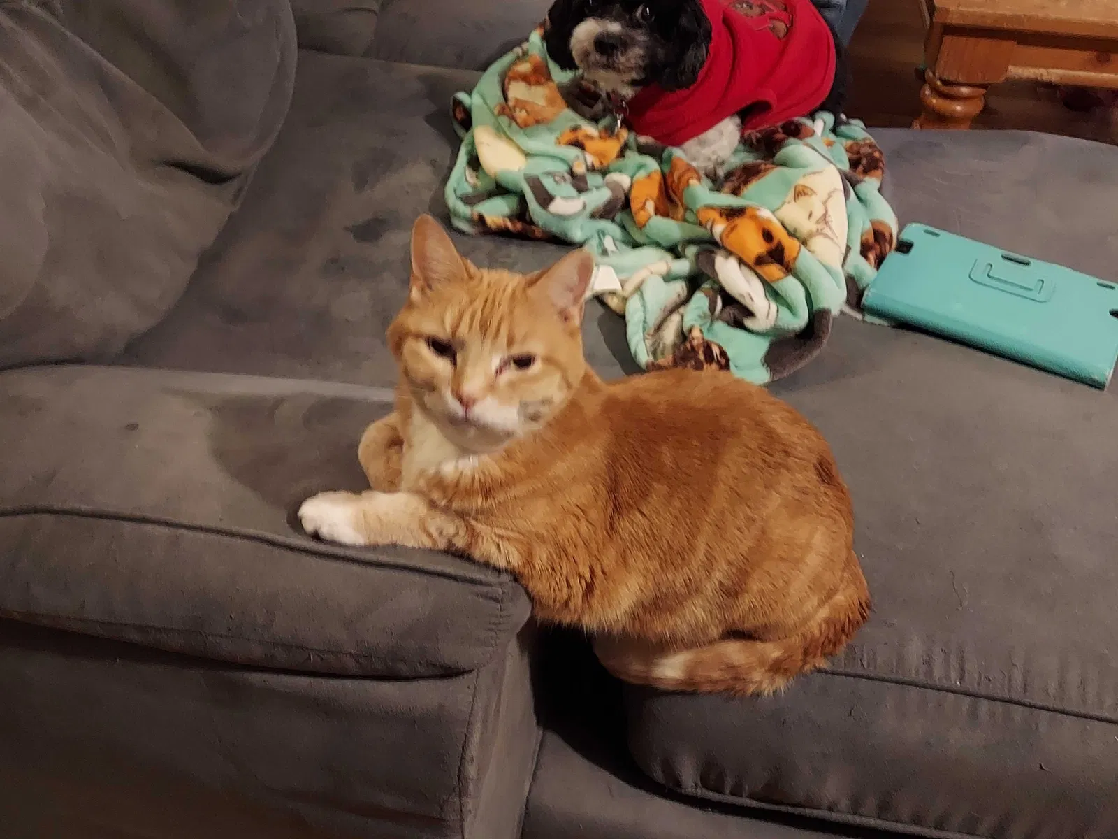 Lost cat in Titusville, NJ, 8560