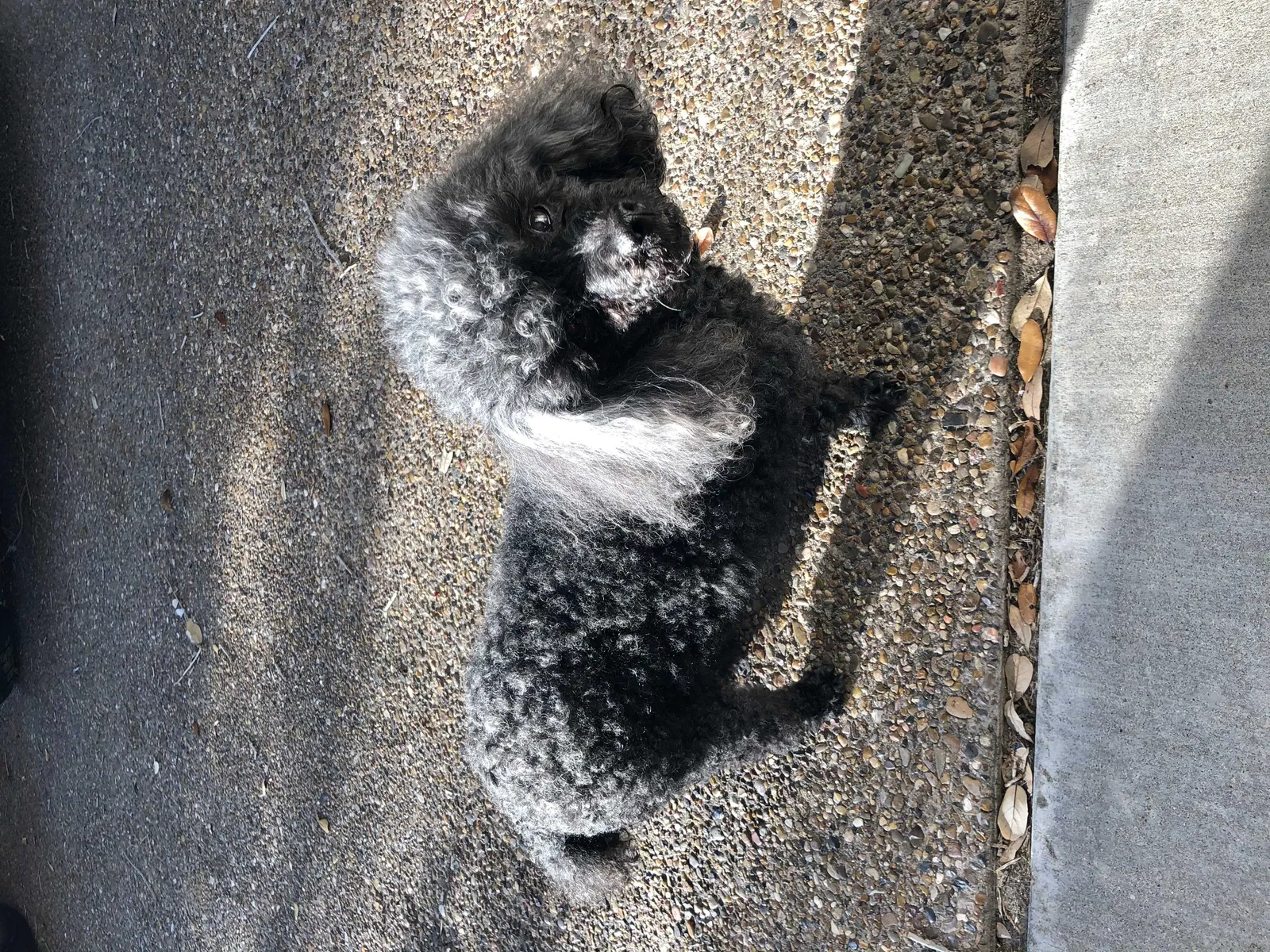 Lost dog in Corpus Christi, TX, 78414