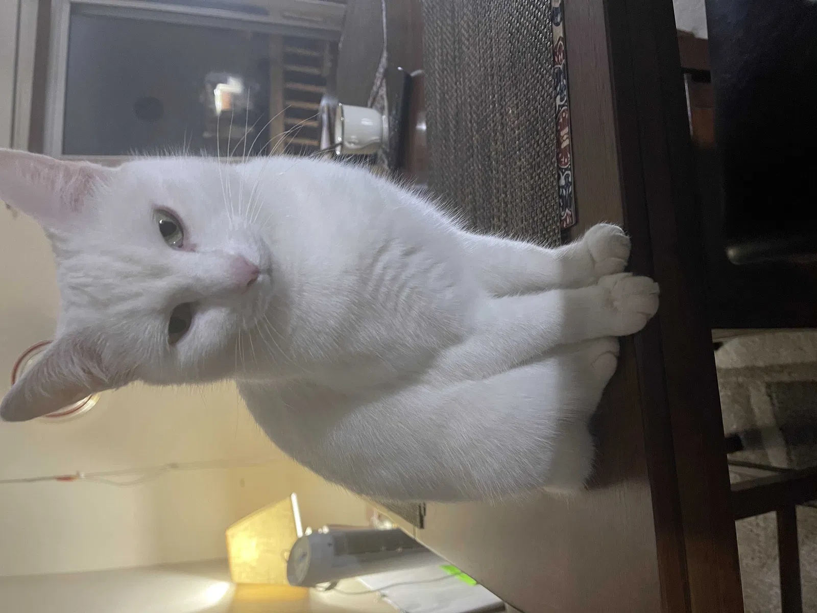 Lost cat in Dublin, OH, 43017