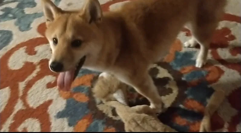 Lost dog in Lexington, SC, 29073