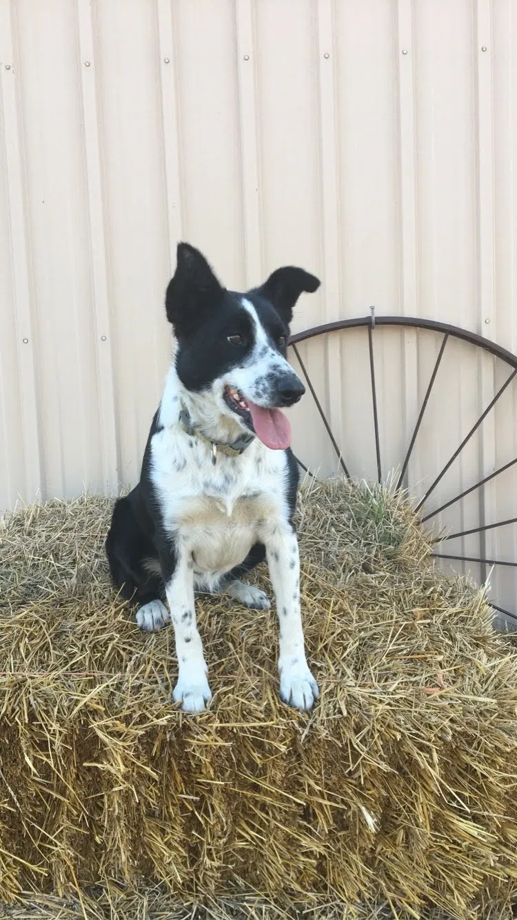 Lost dog in Fort Yates, ND, 58538