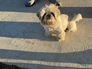 Lost dog in Baton Rouge, LA, 70816