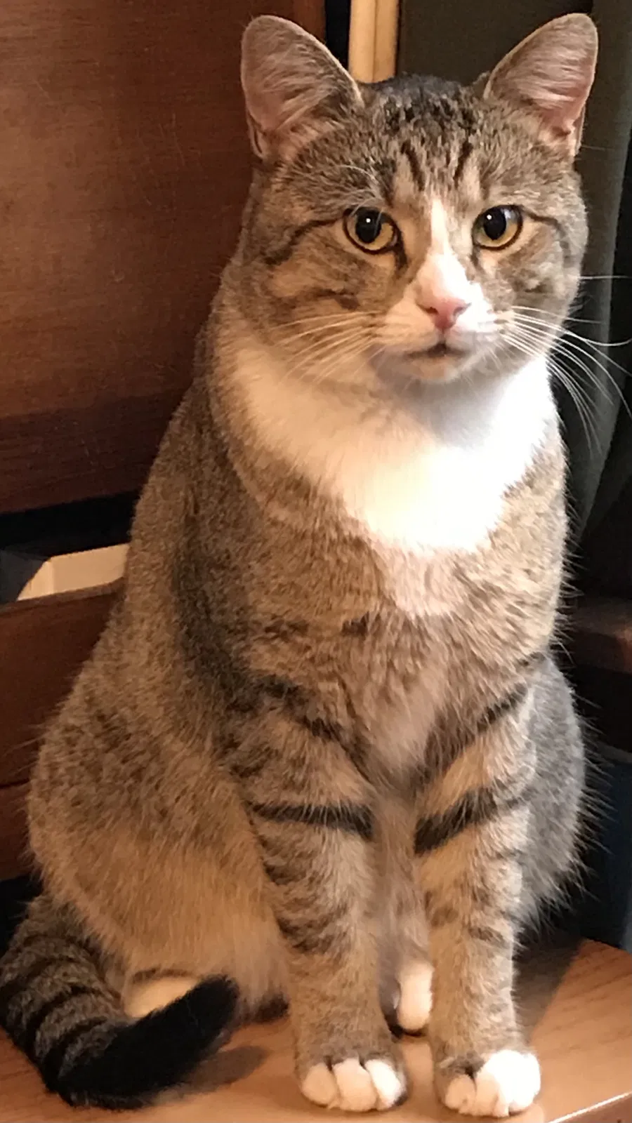 Lost cat in Memphis, TN, 38108
