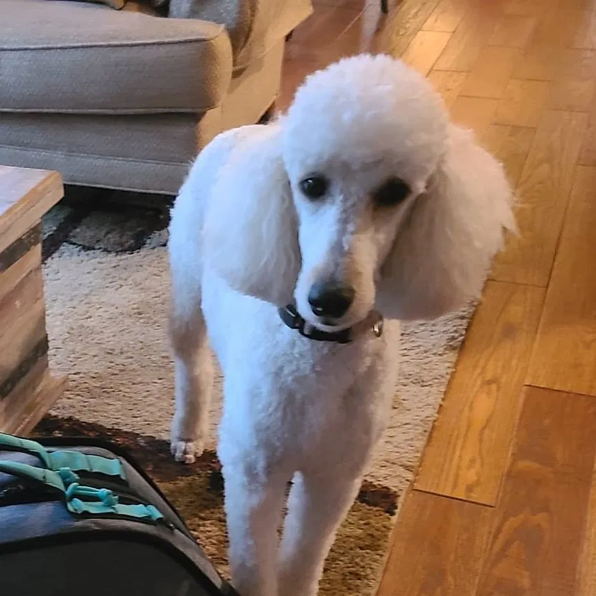 Lost dog in Palm Springs, CA, 92262