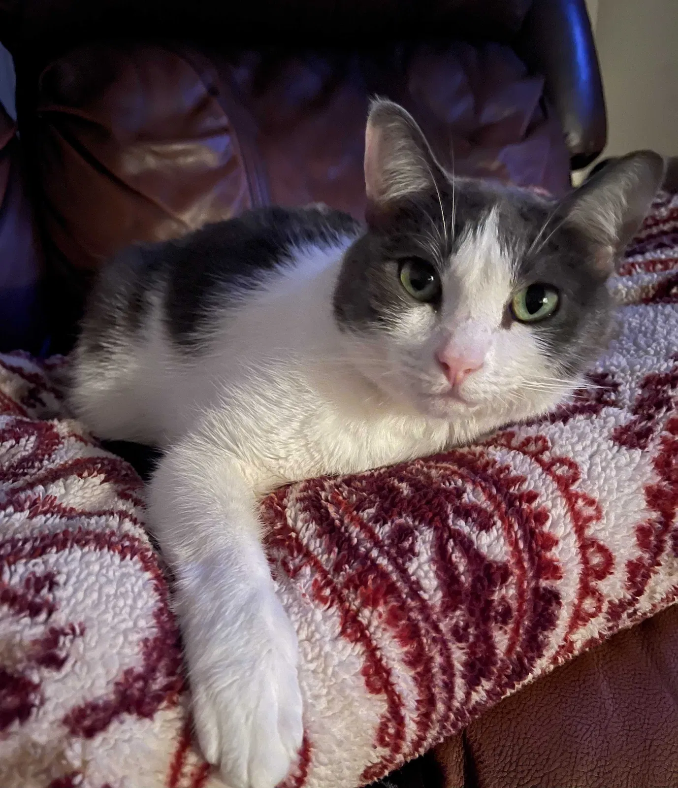 Lost cat in Brea, CA, 92821