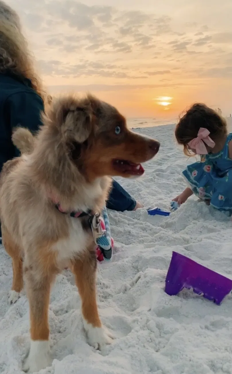 Lost dog in Seminole, AL, 36574