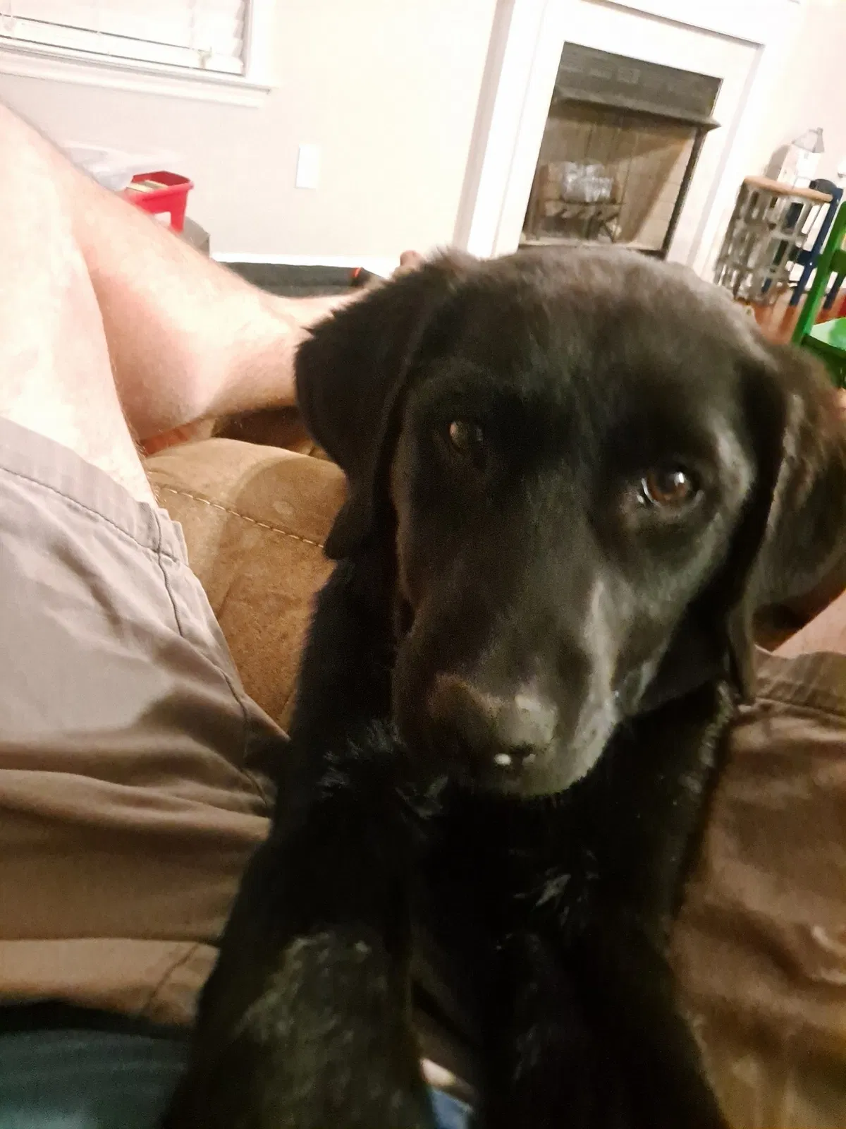 Lost dog in Hope Mills, NC, 28348