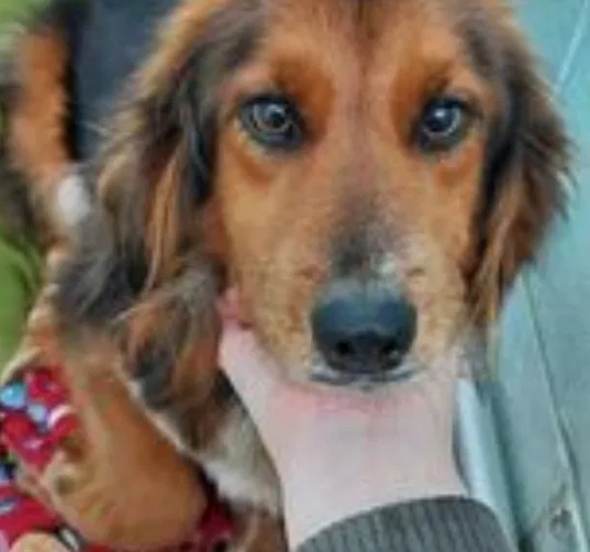 Lost dog in Savannah, GA, 31419