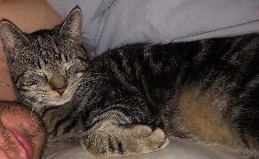 Lost cat in Huntington, NY, 11743