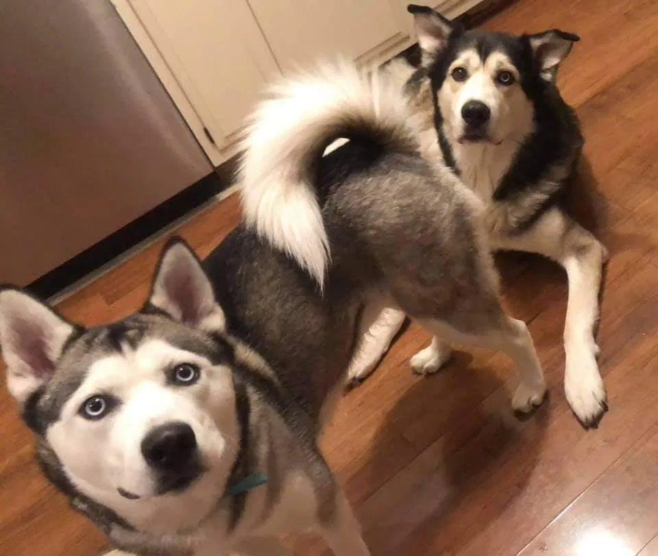 Lost dog in Devils Lake, ND, 58301