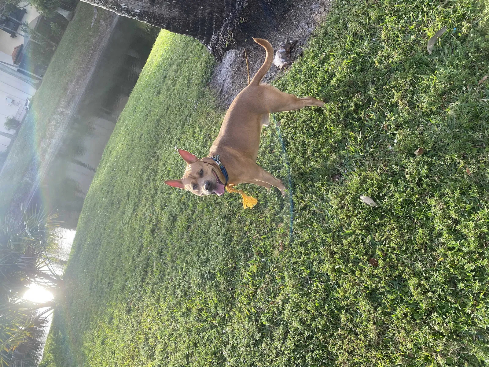 Lost dog in Lake Worth, FL, 33463