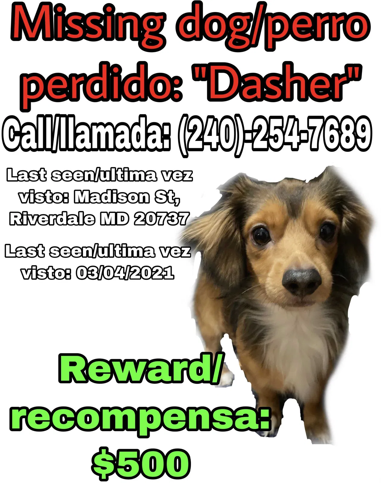 Lost dog in Riverdale, MD, 20737