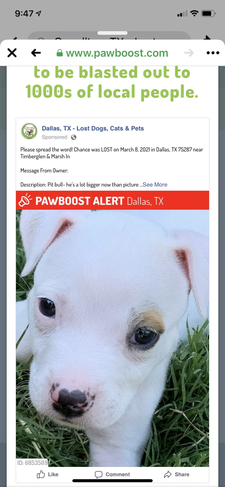 Lost dog in Dallas, TX, 75287