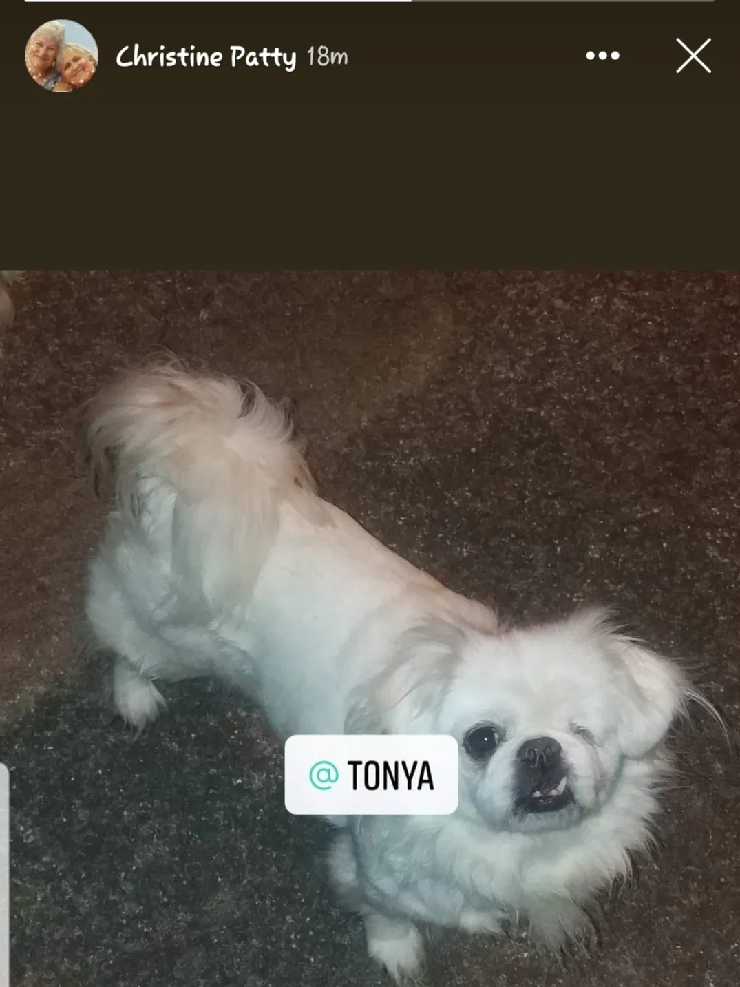 Lost dog in Greenback, TN, 37742