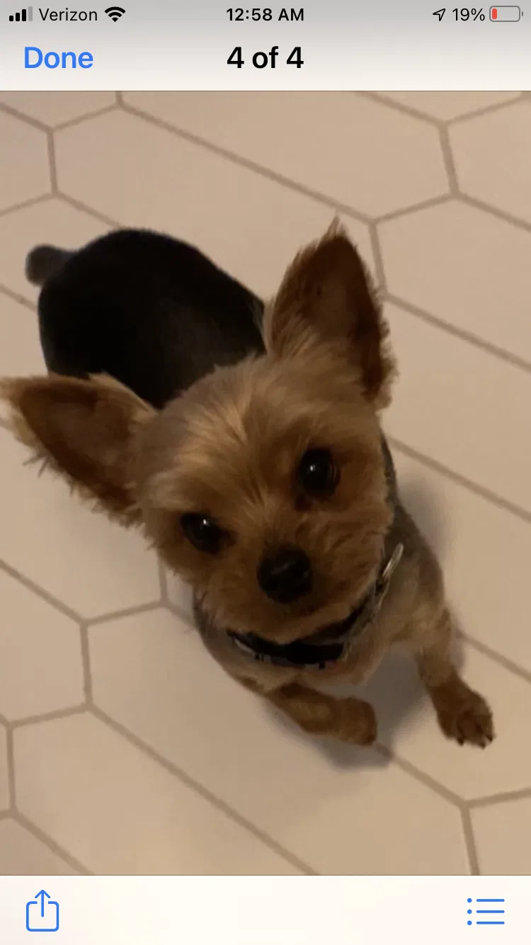 Lost dog in San Marcos, CA, 92078