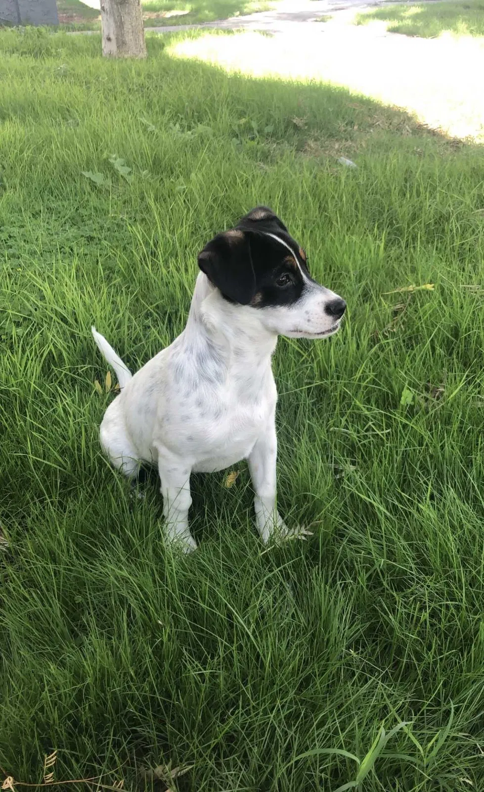 Lost dog in Glendale, AZ, 85301