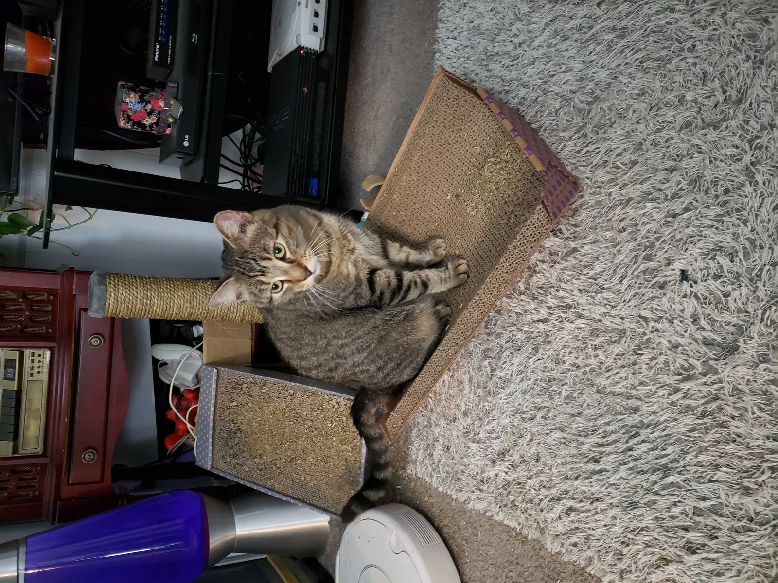 Lost cat in Willowbrook, IL, 60527