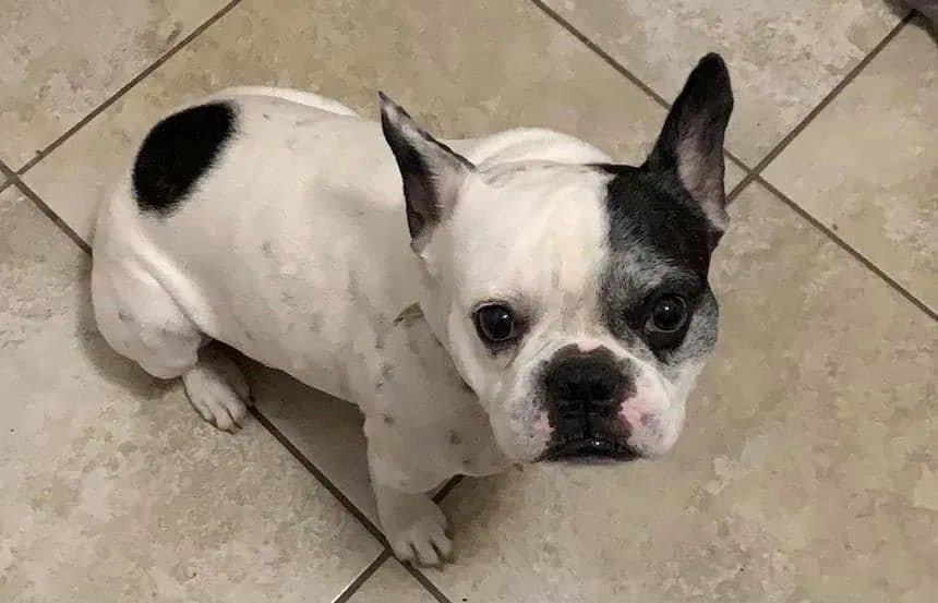 Lost dog in Mcallen, TX, 78504