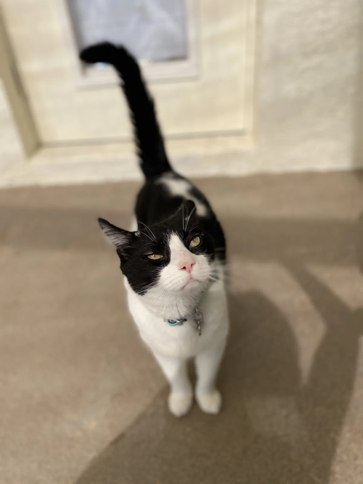 Lost cat in Palm Harbor, FL, 34685