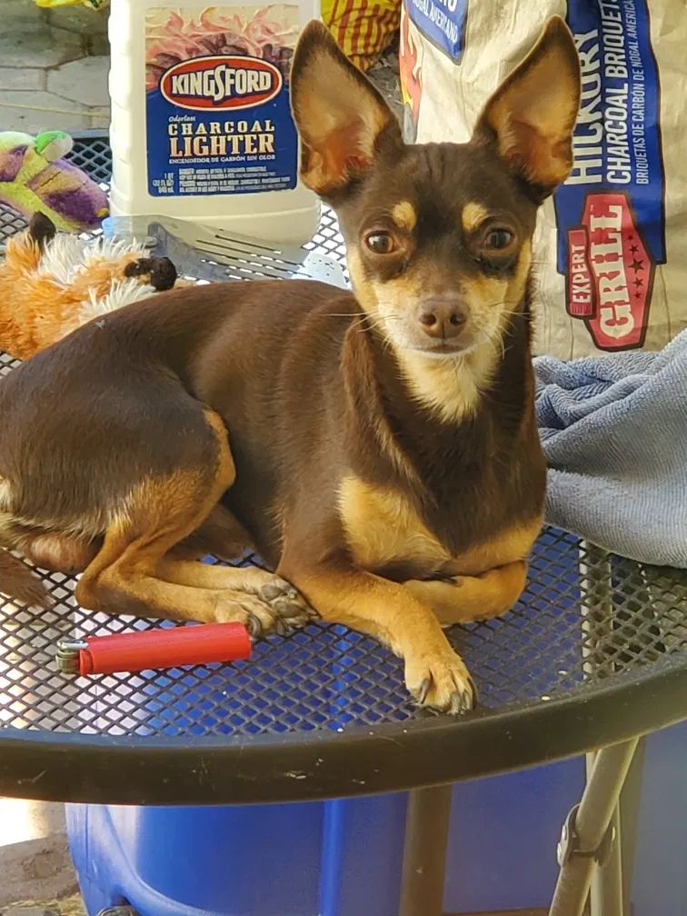 Lost dog in Surprise, AZ, 85388