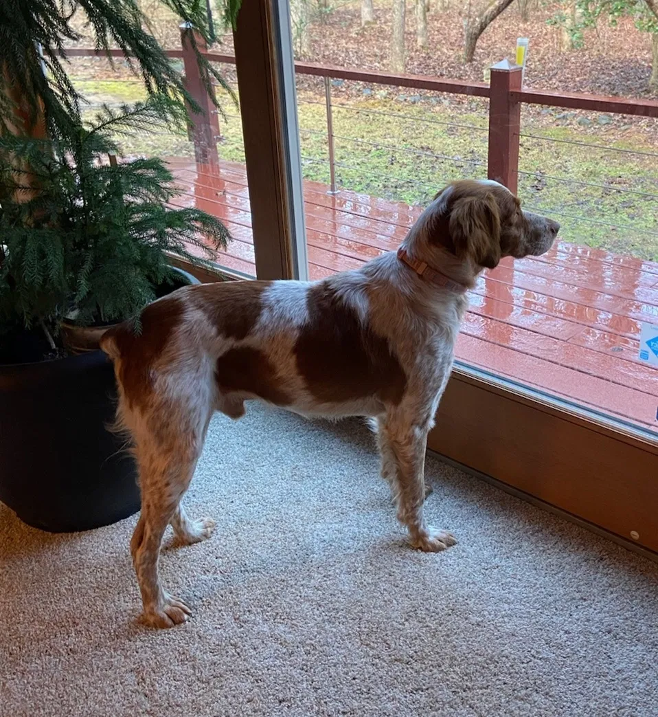 Lost dog in Pittsboro, NC, 27312