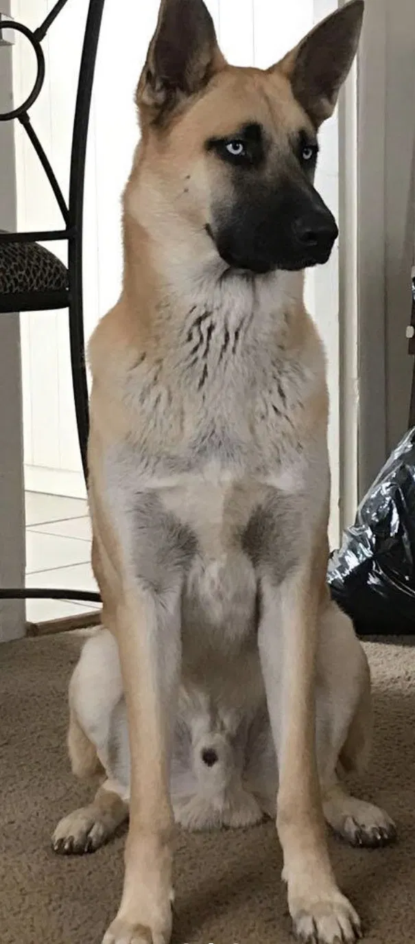Lost dog in Santa Fe, TX, 77510